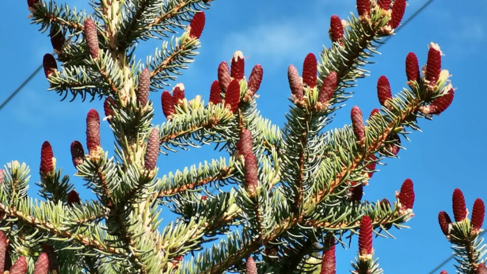 多彩云杉花原创视频