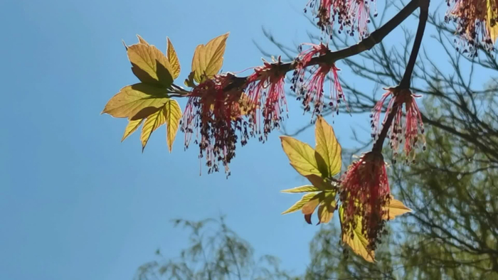 梣叶槭树花叶,原创视频
