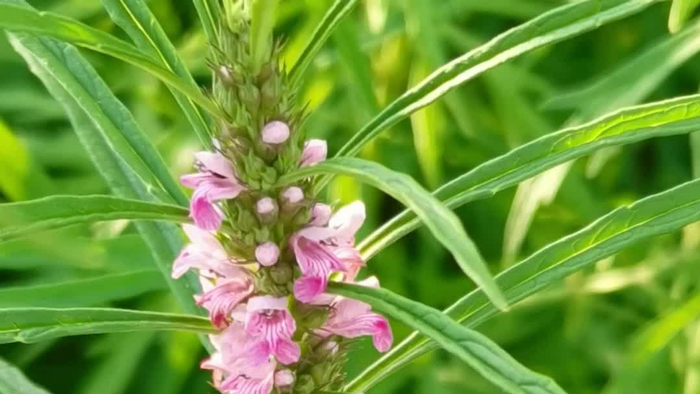 粉花益母草原创视频
