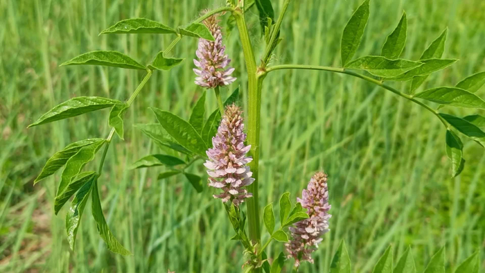 刺果甘草花骨朵原创拍摄