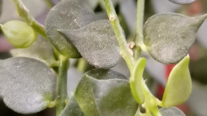 百万心吊兰,原创拍摄