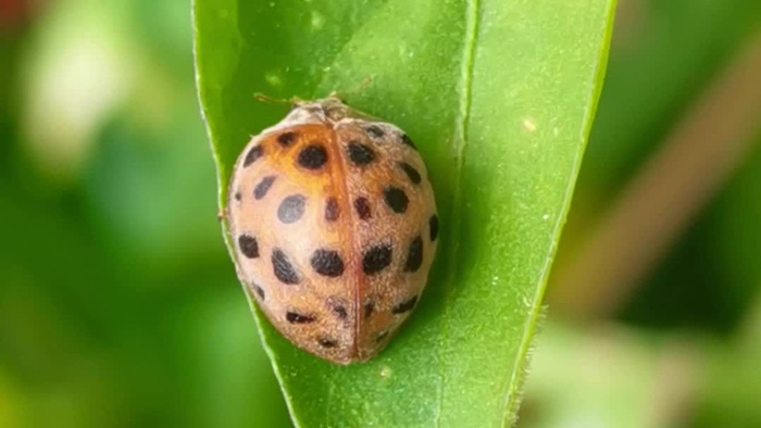 七星瓢虫原创视频