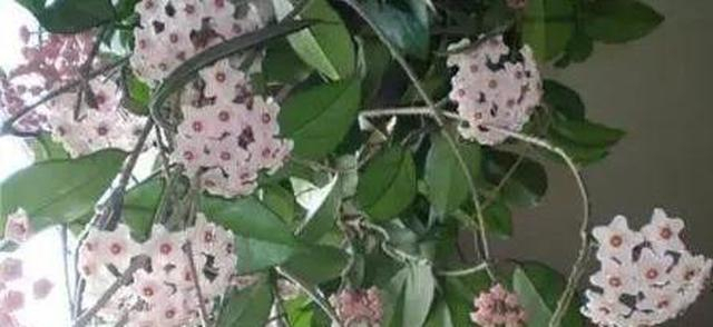 球兰开花少?掐个心,打个顶,冒出百条藤,条条花满枝