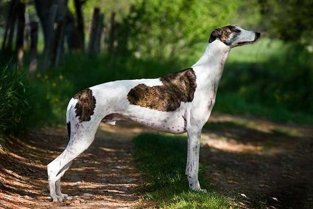 拥有超快速度的灵缇犬，是天生的运动员，主人该如何饲养一只灵缇|骨肉瘤|狗狗|犬类