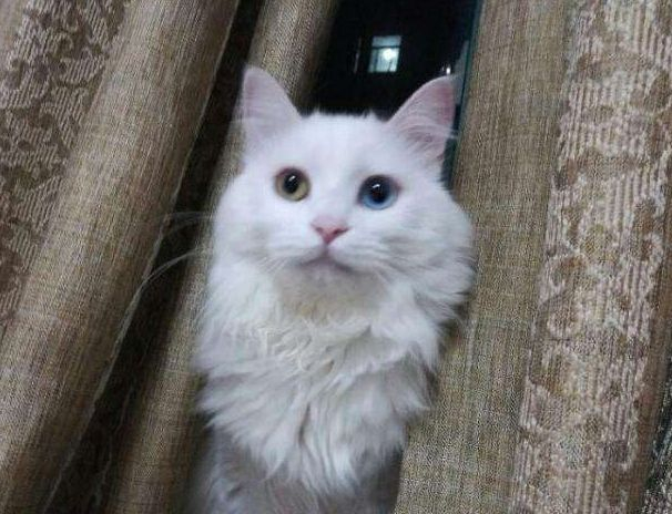 谁说只有品种猫好看?咱们中国的临清狮子猫,真的是又高贵又好看