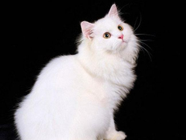 谁说只有品种猫好看?咱们中国的临清狮子猫,真的是又高贵又好看