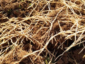 猫爪草长得什么样子啊 w700d1q75cms.jpg