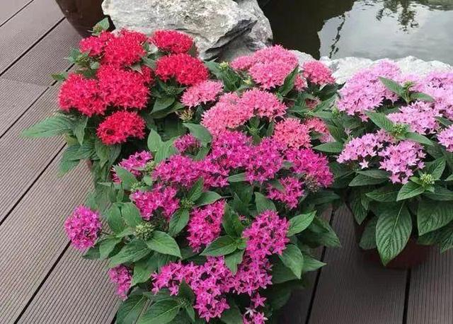 下雨了,养盆雨伞花吧,开花像五角星,花团锦簇|雨伞|养护|植株|五角星|花期|株型|感染|温度|环境|花吧_新浪新闻