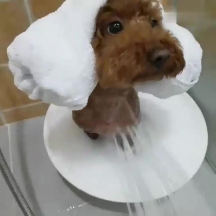 乖狗狗用主人尿给你洗洗脸