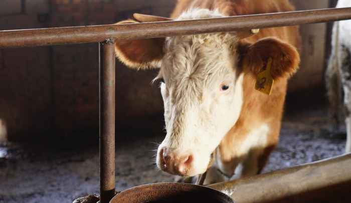 牛创伤性心包炎,根据病理变化,进行诊断治疗预防