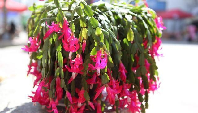 老爷子一大早特意去菜市场买臭鸡蛋原来他是养花用