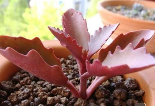 多肉朱莲,颜色鲜艳如花朵,好养易活颜值高