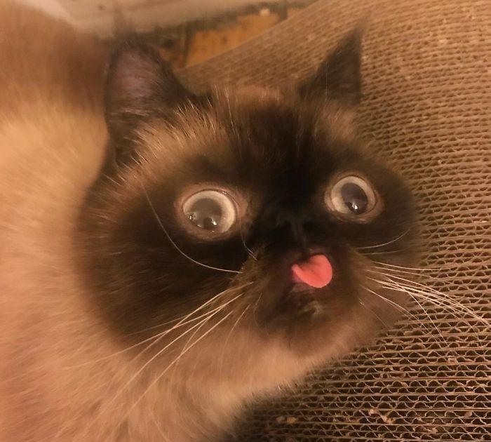 萌猫