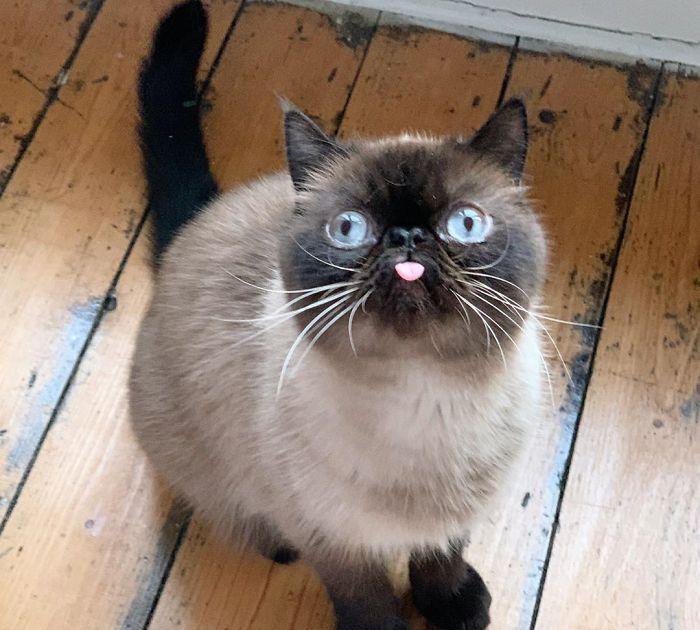 萌猫