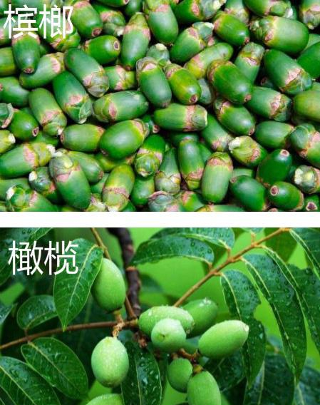 青果和槟榔作为香料是的应用差异？有侧重的使用方可发挥美味|槟榔|橄榄|青果