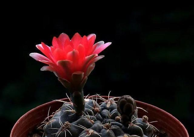 植物摄影如何拍摄花团锦簇的绯花玉