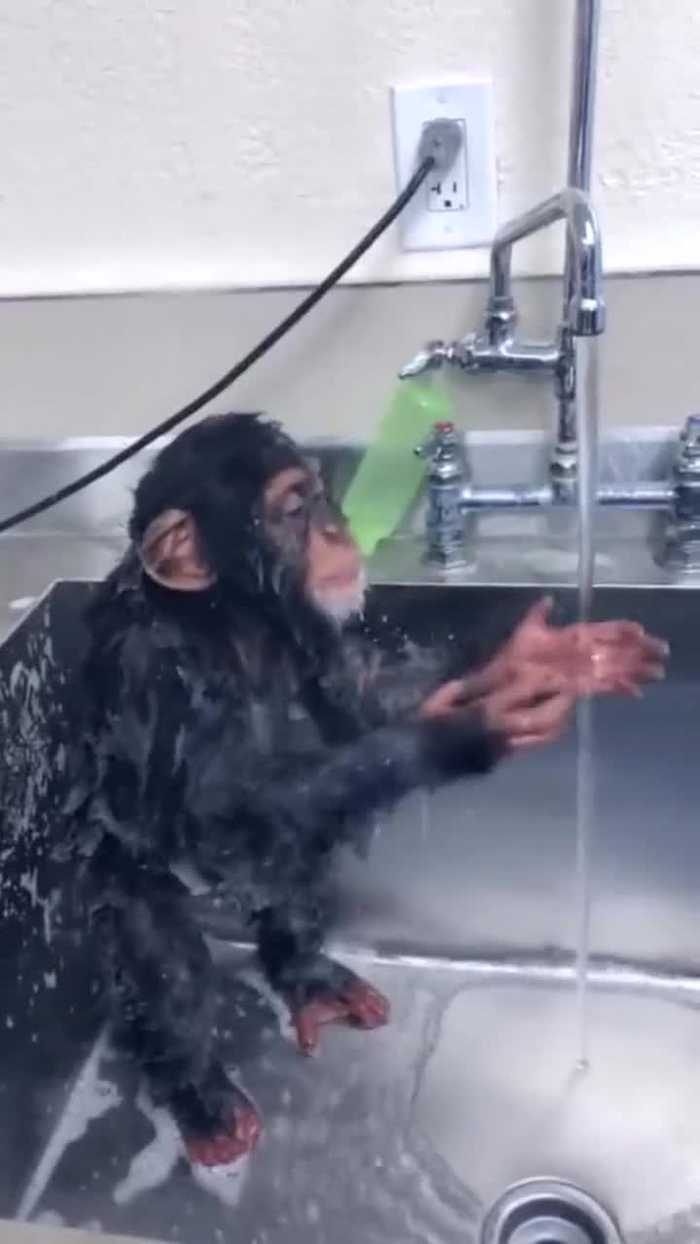 猴子洗澡画面真搞笑看到最后一个动作没想到跟人一样啊