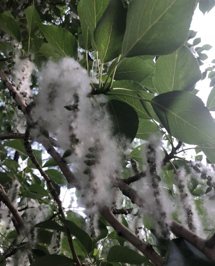 洁白如雪的杨絮花