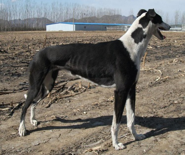 灵缇犬，敢与猎豹争锋，是全世界公认奔跑速度最快的猎犬|_新浪新闻