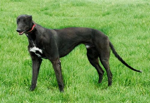 灵缇犬,敢与猎豹争锋,是全世界公认奔跑速度最快的猎犬|_新浪新闻