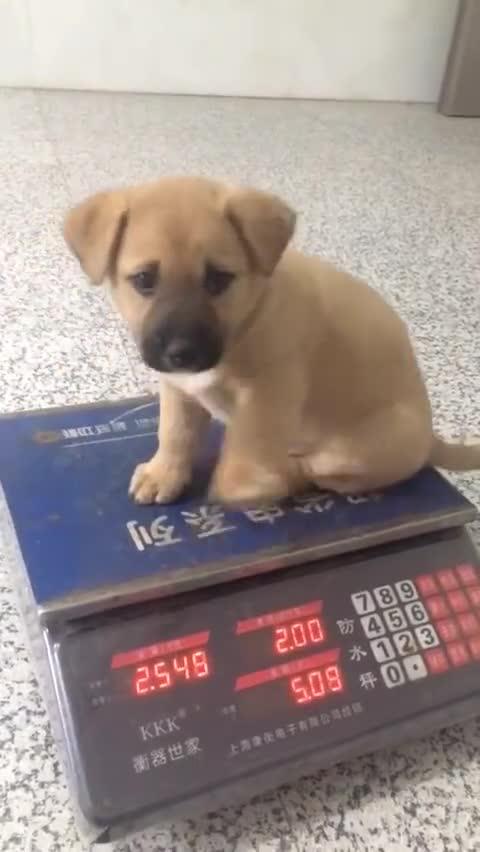 什么斤什么两 新浪网