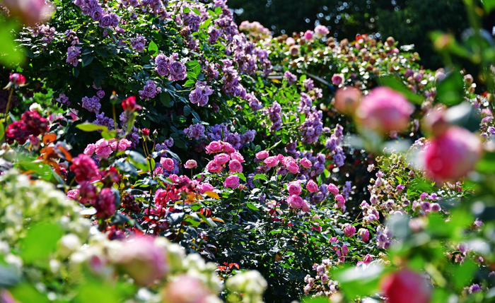 彧花苑,千姿百态,姹紫嫣红,花的世界.无锡锡山区东港镇山联村