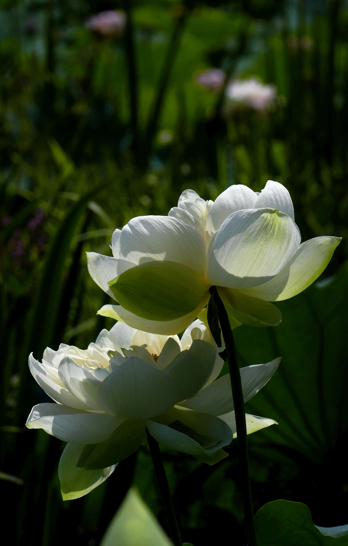炎炎夏日,满塘的白莲花,是否给你带来一丝清凉呢.无锡兄弟农场