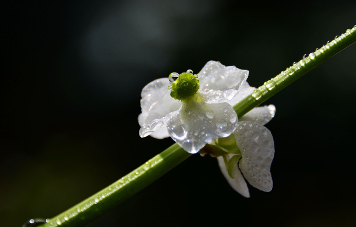 洁白如玉的茨菇花