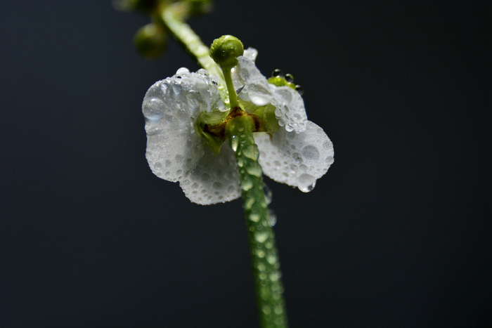 洁白如玉的茨菇花