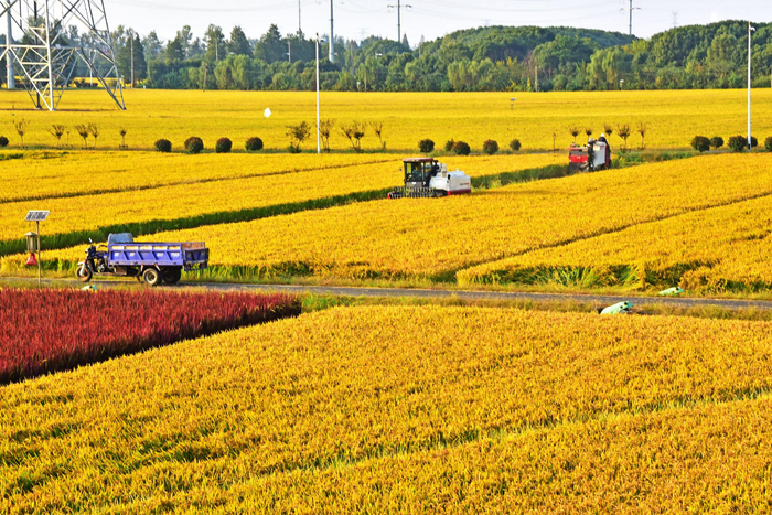 锡山金秋稻谷香田野丰收好景象江苏无锡锡山区太湖水稻示范园