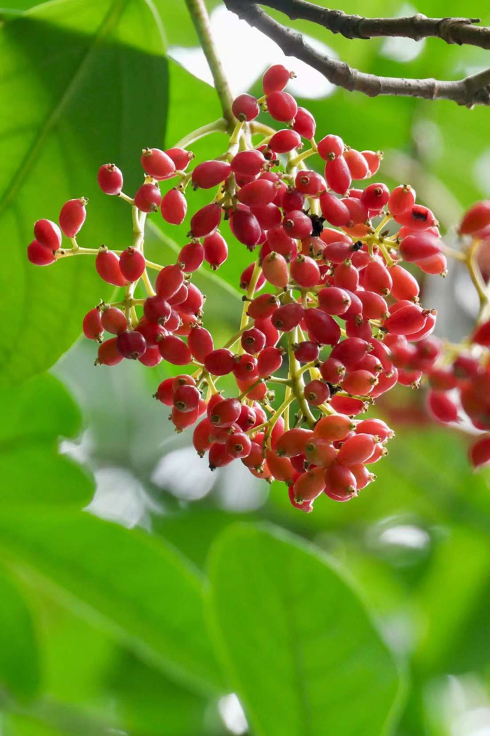 美丽的红果实山桐子