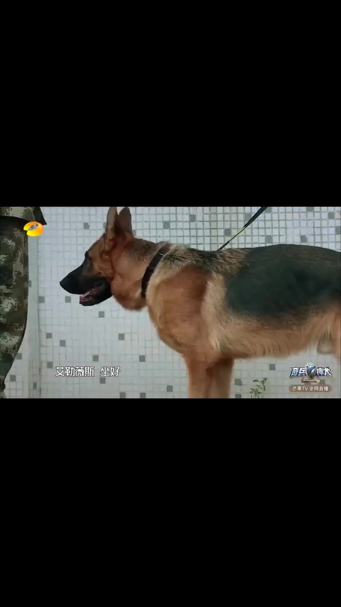 艾勒薇斯咬伤姜潮的犬,张馨予大发雷霆,警犬的表情太委屈256