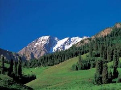 中国十大美丽森林之天山雪岭云杉林,雪山与森林的完美的结合。美