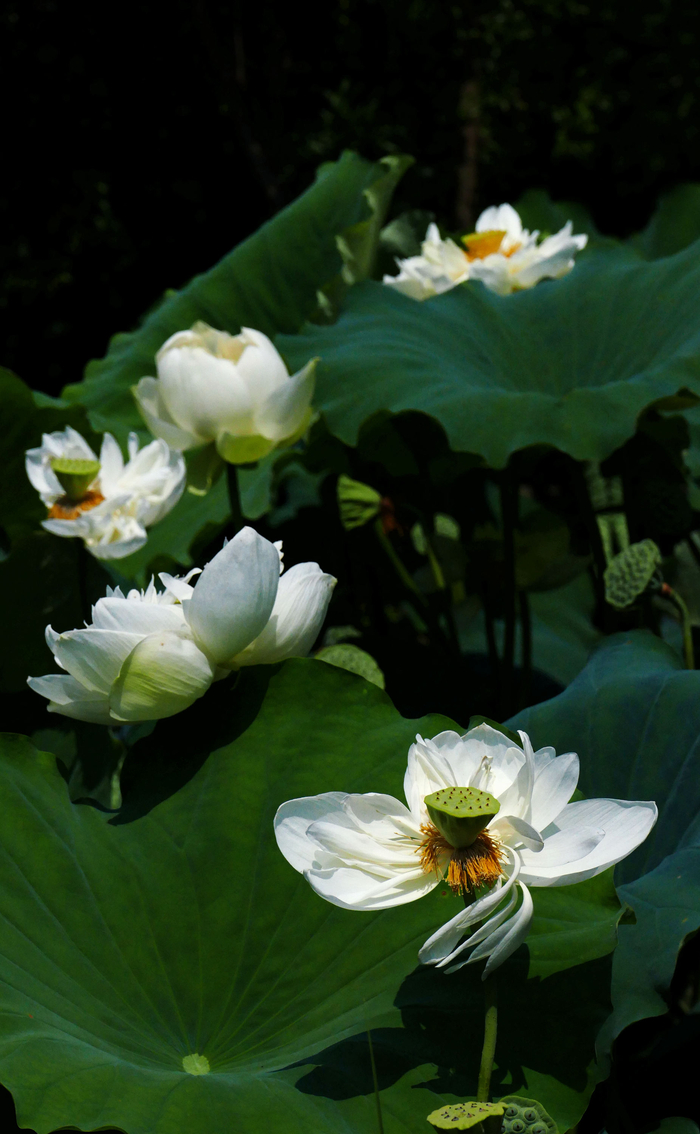 炎炎夏日,满塘的白莲花,是否给你带来一丝清凉呢.无锡兄弟农场