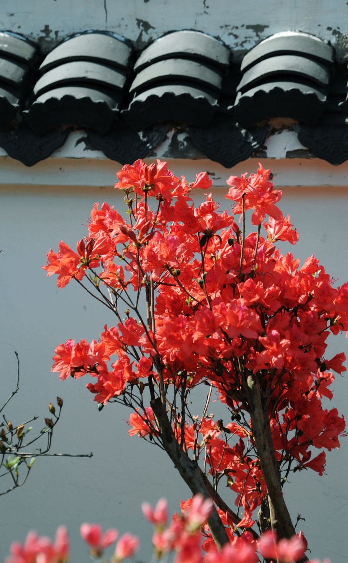 这里的杜鹃花盛开了,姹紫嫣红满园春.江苏无锡锡山区锡北镇
