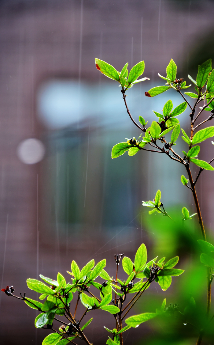 蓝颐山庄雨中景,在淅淅沥沥的雨中告别六月,江苏无锡斗山.