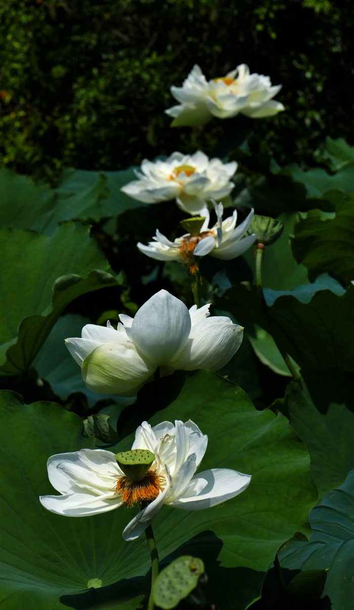 炎炎夏日,满塘的白莲花,是否给你带来一丝清凉呢.无锡兄弟农场