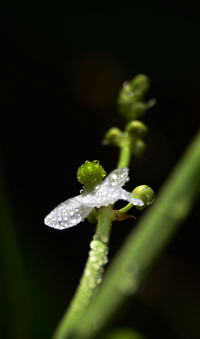 洁白如玉的茨菇花