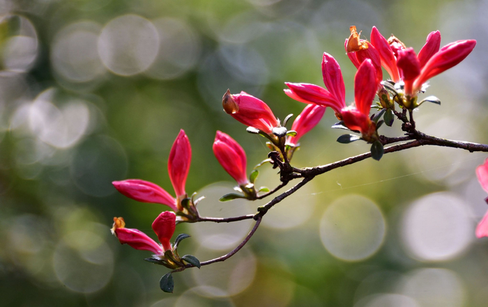 这个杜鹃园竟有几百个品种眼花缭乱目不暇接江苏无锡斗山