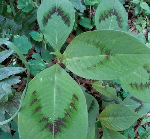 野外一种"化骨草",吃鱼卡到喉咙,吃个叶子就能好