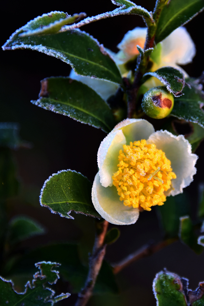 初冬时节,霜花之美.2023年11月15日,江苏无锡市锡山区锡北镇.