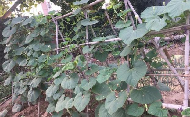菜园子里种了几棵瓠子，种植方法简单，只是一不留神就长成了瓜王