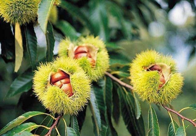 板栗树原来长这个样,吃了20年板栗还是头次见到,长知识了|坚果_新浪新闻