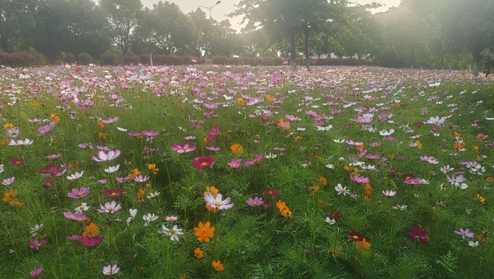 吉安赏花:后河景区邂逅秋英花海