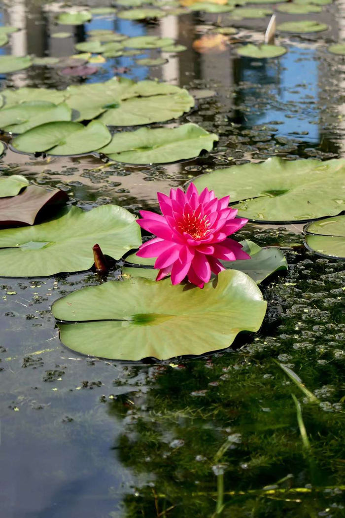 好运莲莲·睡莲绽放的夏天(武汉植物园)