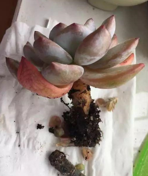 3招轻松判断多肉烂根,早1天发现,多一线生机!