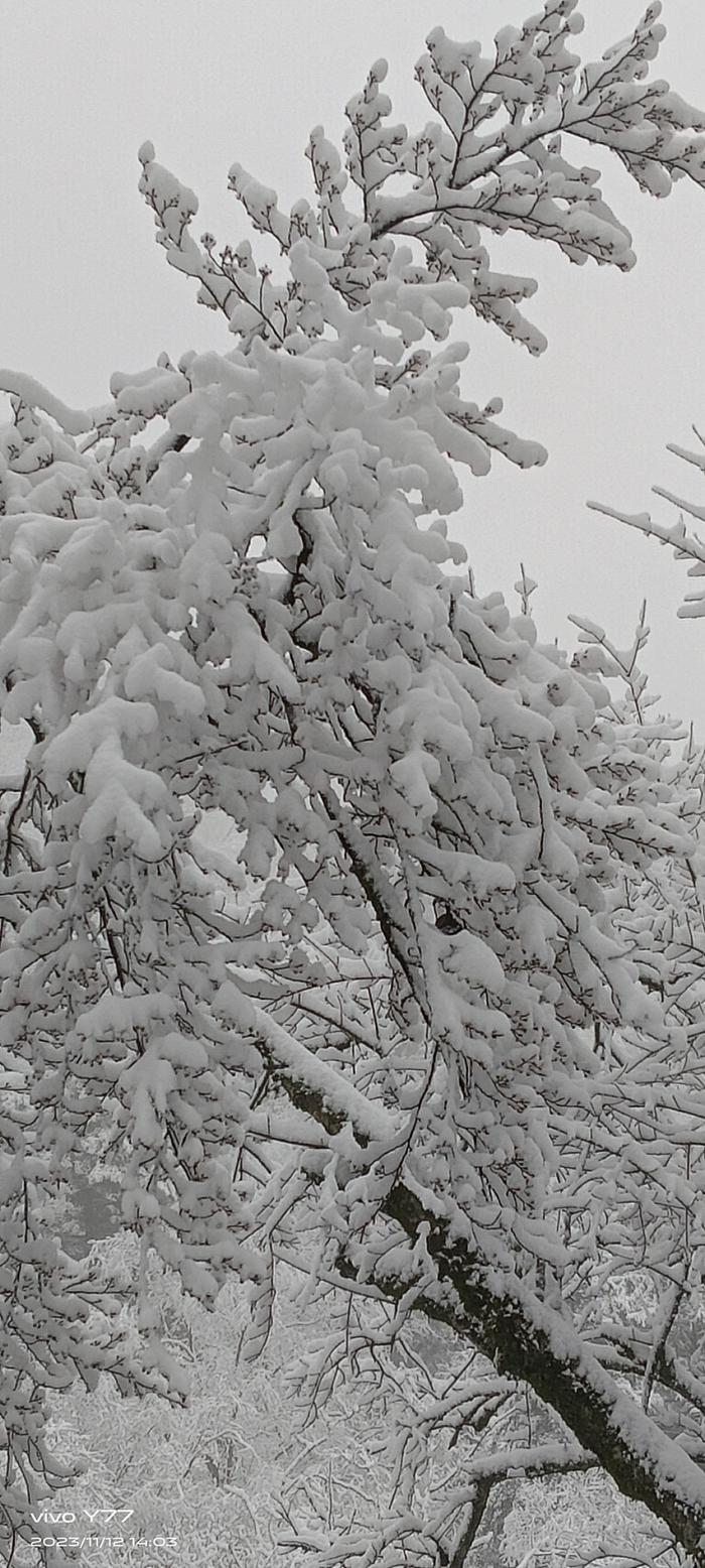 下雪啦 四川唐家河下雪啦