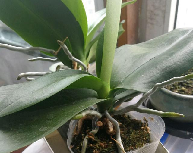 蝴蝶兰的气生根一直冲天长,不往花盆扎根是怎么回事?