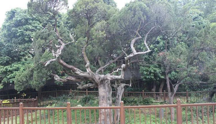 【五律】《草庵千年桧》庄灿煌