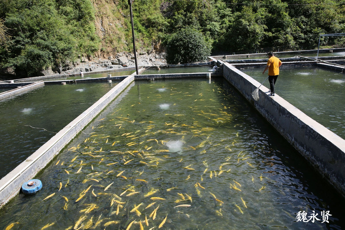 大山里的现代渔业园区:75后男子与人合伙流水养鱼,已投千万